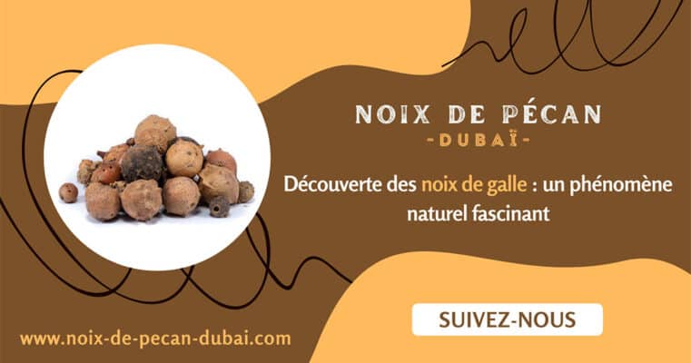 noix de galle