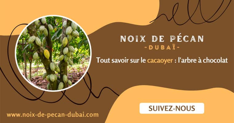 Tout savoir sur le cacaoyer : l'arbre à chocolat